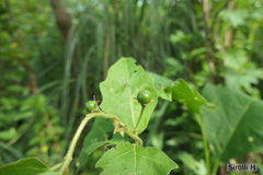 Solanum bonariense