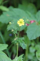 Geum × intermedium