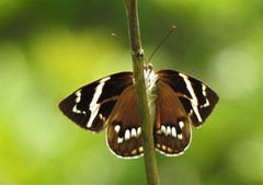 Geyeria decussata