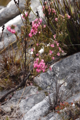 Erica tegulifolia
