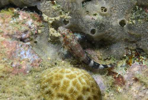 Orangespotted blenny (Hypleurochilus springeri) — Blenniidae — 5