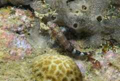 Hypleurochilus springeri