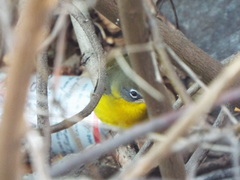 Icteria virens virens