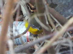 Icteria virens virens