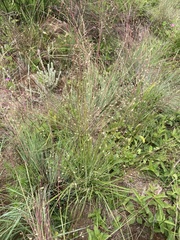 Panicum aequinerve