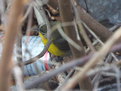 Icteria virens virens