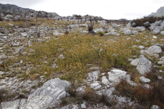 Geochloa rufa