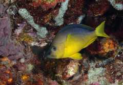 Hypoplectrus aberrans