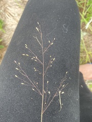 Panicum aequinerve
