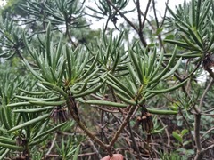 Senecio barbertonicus