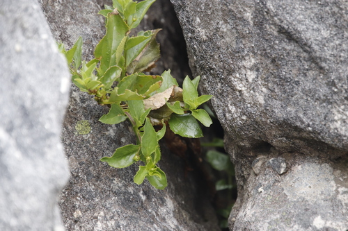 Image of Teedia lucida by (c) Tony Rebelo, some rights reserved (CC BY-SA)