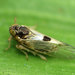 Delphacidae - Photo (c) Katja Schulz,  זכויות יוצרים חלקיות (CC BY)