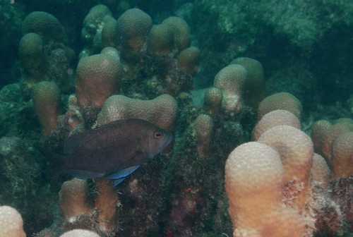 Black hamlet (Hypoplectrus nigricans) — Serranidae — 5