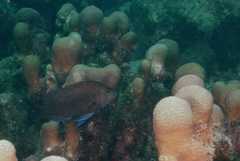 Hypoplectrus nigricans