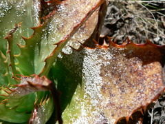 Duplachionaspis exalbida