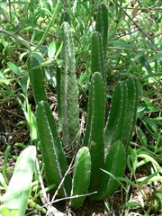 Stapelia grandiflora