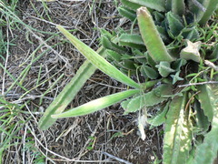 Stapelia grandiflora