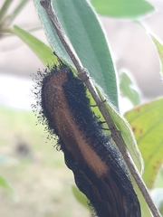 Ceuroma mucorea