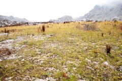 Geochloa rufa