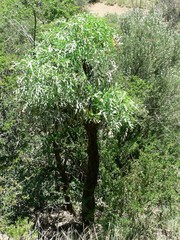 Cussonia paniculata sinuata