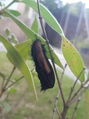 Ceuroma mucorea