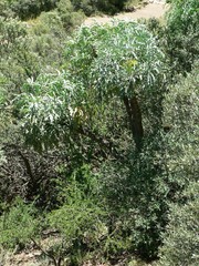 Cussonia paniculata sinuata