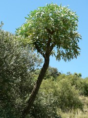 Cussonia paniculata sinuata