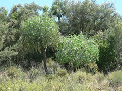 Cussonia paniculata sinuata