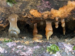Anthothoe australiae