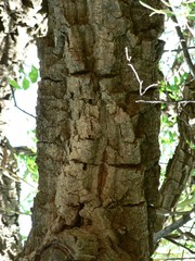 Cussonia paniculata sinuata