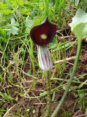 Arisarum simorrhinum
