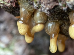 Anthothoe australiae
