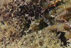 Malacoctenus erdmani