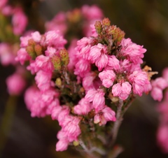 Erica tegulifolia