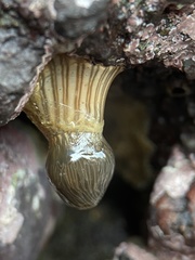 Anthothoe australiae