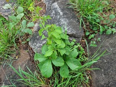 Cyphostemma lanigerum