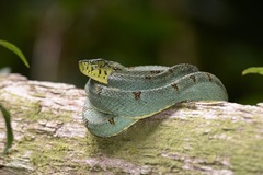 Bothrops bilineatus
