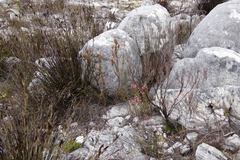 Erica tegulifolia