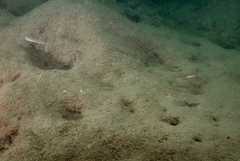 Microgobius signatus