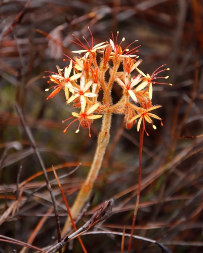 Image of Dilatris viscosa by (c) Tony Rebelo, some rights reserved (CC BY-SA)
