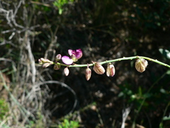 Polygala hottentotta