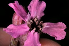 Microbotryum lagerheimii