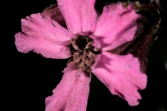 Microbotryum lagerheimii