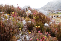 Erica tegulifolia