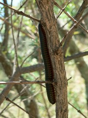 Orthoporoides