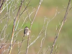 Cisticola juncidis