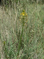 Bulbine narcissifolia