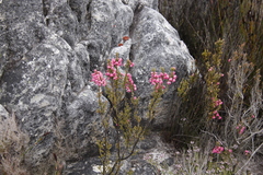 Erica tegulifolia