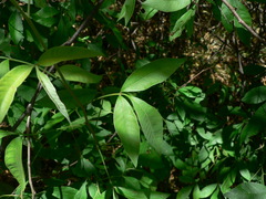 Searsia pyroides pyroides