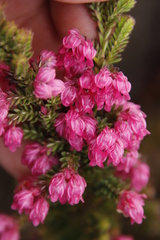 Erica tegulifolia